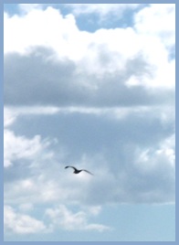 gull