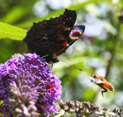beebutterly