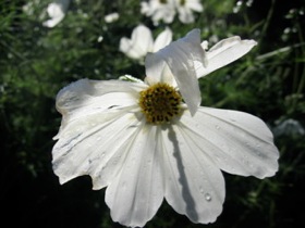 smallwhite