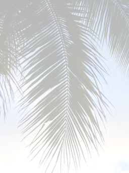 palmfrond